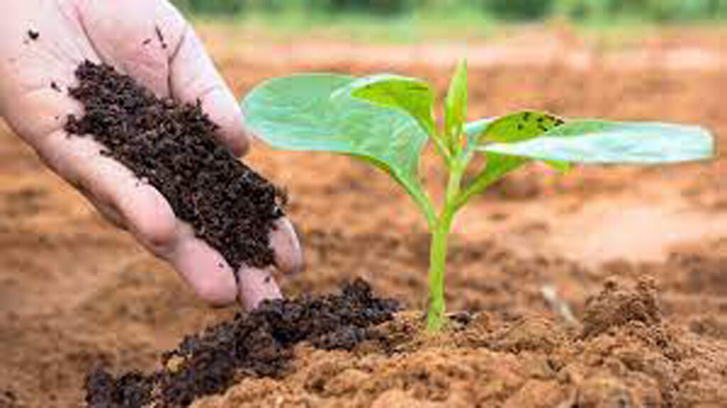 Feeding vemicompost to soil image view